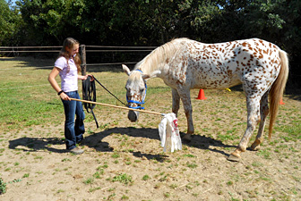 Pferdeverhaltenstherapie Kerpen 09